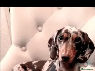 Miniature Dachshund dogs 🐾KC Miniature Dachshund Puppies Champion Lines🐾 - Advert 14