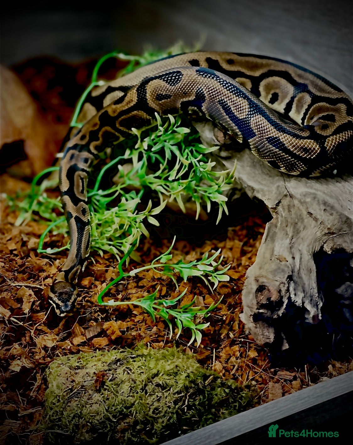 Python Snake reptiles Leopard DH Candy Pied Ball Python  - Advert 3