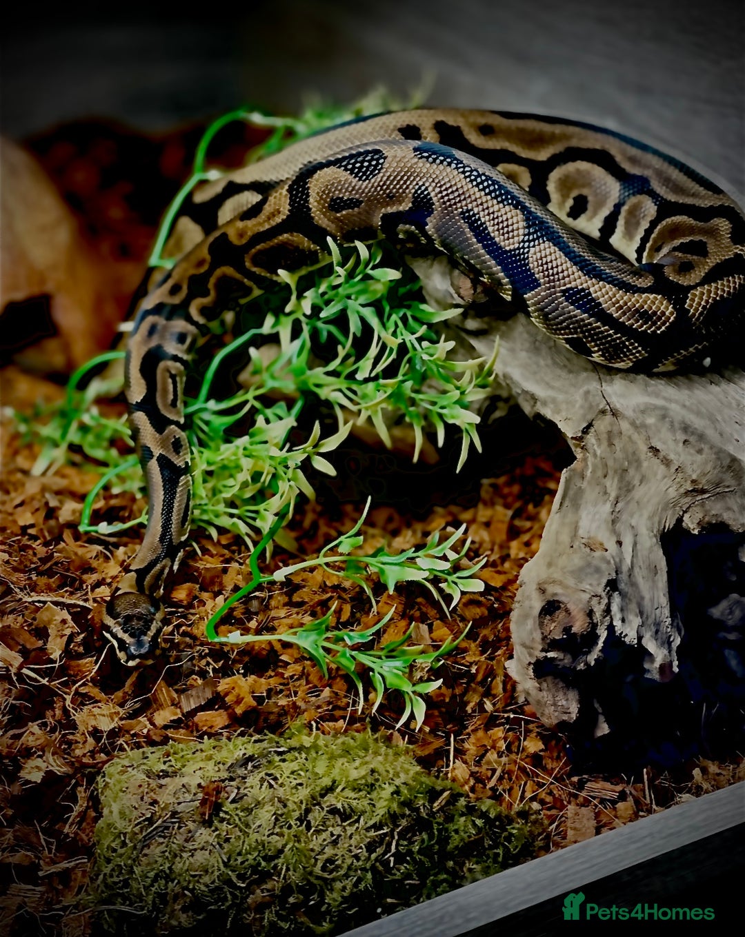 Python Snake reptiles for sale: Leopard DH Candy Pied Ball Python  - Advert 1
