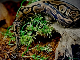 Python Snake reptiles Leopard DH Candy Pied Ball Python - Advert 4