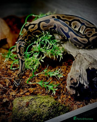 Python Snake reptiles Leopard DH Candy Pied Ball Python - Advert 5