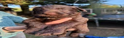 Sproodle dogs for sale: Chocolate Merle Sproodles - Advert 11
