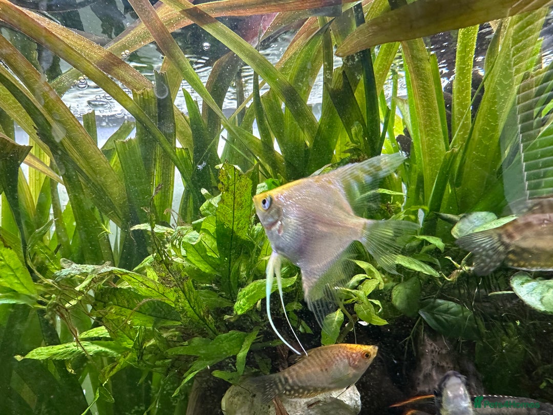Shrimps fish for sale: Multiple fish & shrimp, please see description  - Image 14