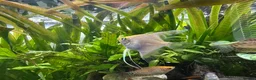 Shrimps fish for sale: Multiple fish & shrimp, please see description  - Advert 14