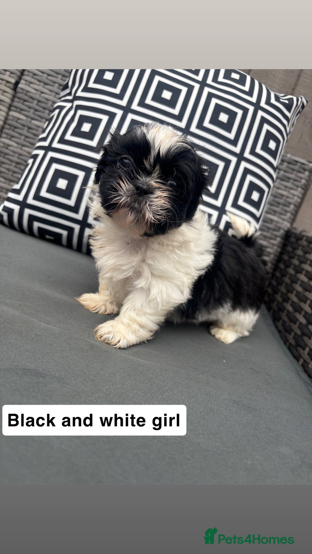 Shih Tzu dogs for sale: Shih tzu  - Image 9
