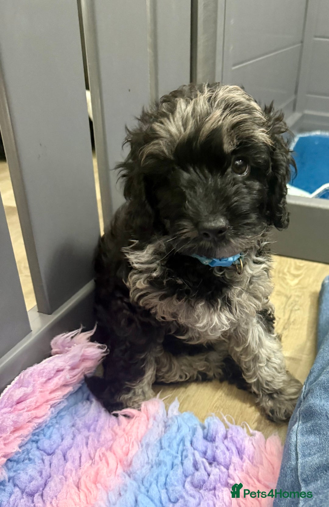 Cavapoo dogs for sale: READY NOW! Adorable Phantom F1b Cavapoo puppies  - Image 18