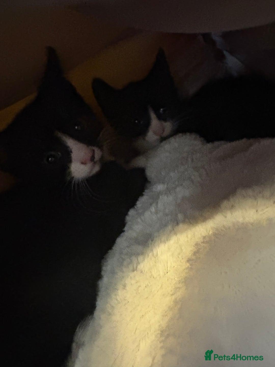 Mixed Breed cats for sale: Two Male Kittens For Rehoming - Image 1