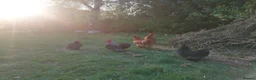 Chickens poultry for sale: Chicks to adult - Various chickens & bantams.  in Wantage - Advert 22