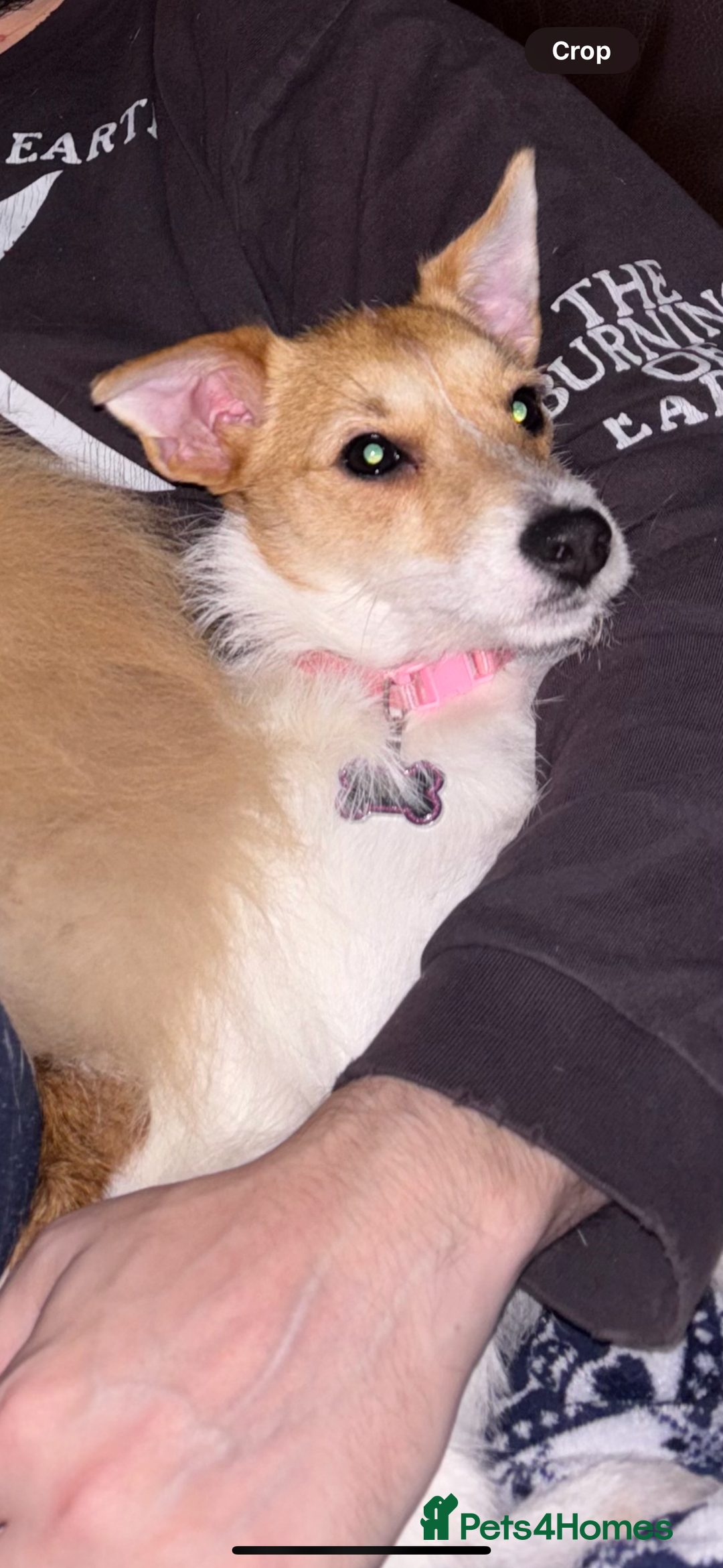 Parson Russell dogs for sale: Lily jack Russell  - Advert 2