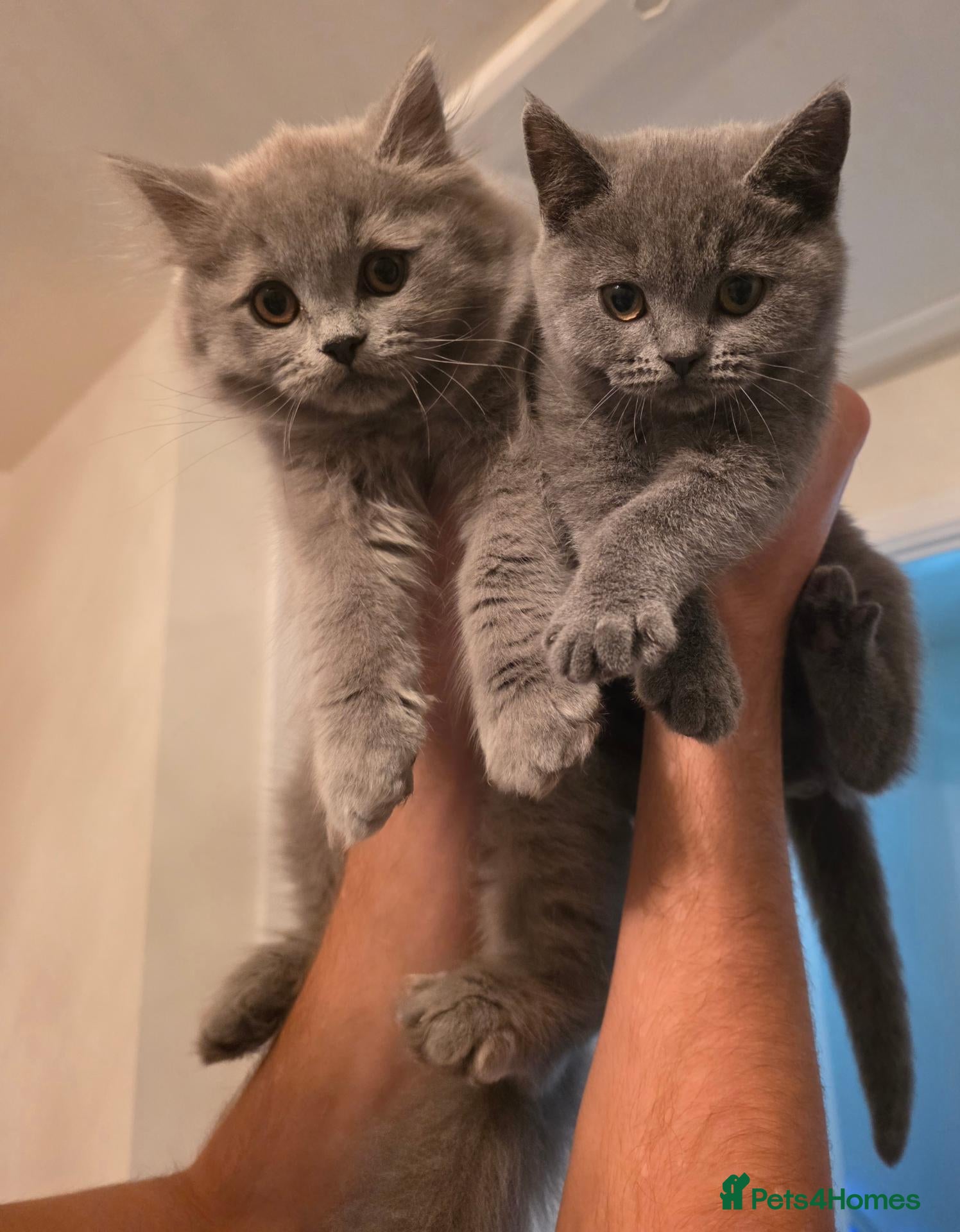 British Shorthair cats for sale: BSH adorable kittens  - Advert 11
