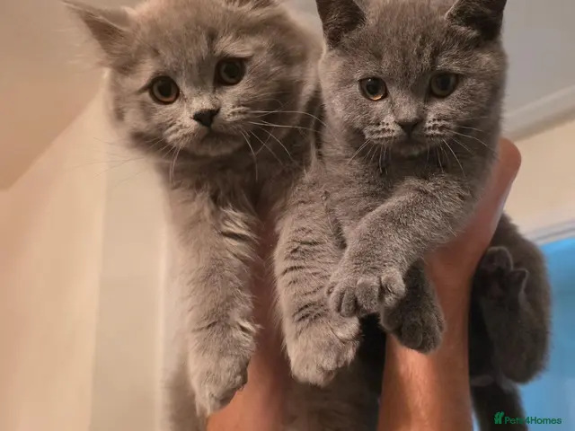 British Shorthair cats for sale: BSH adorable kittens - Advert 11