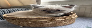 Ragdoll 2