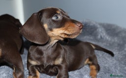 Miniature Dachshund dogs for sale: Stunning Miniature dachshunds  - Image 9