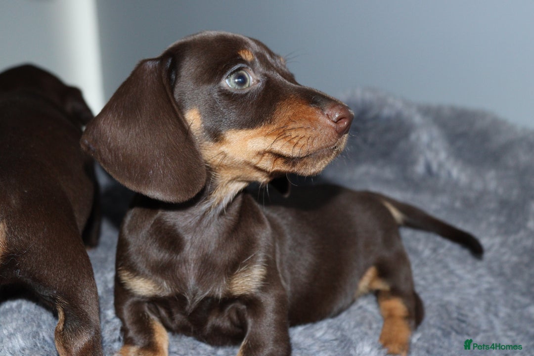 Miniature Dachshund dogs for sale: Stunning Miniature dachshunds  - Image 9