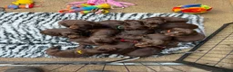 Cocker Spaniel dogs for stud: DNA TESTED CHOC AND TAN WORKING COCKER - Advert 2