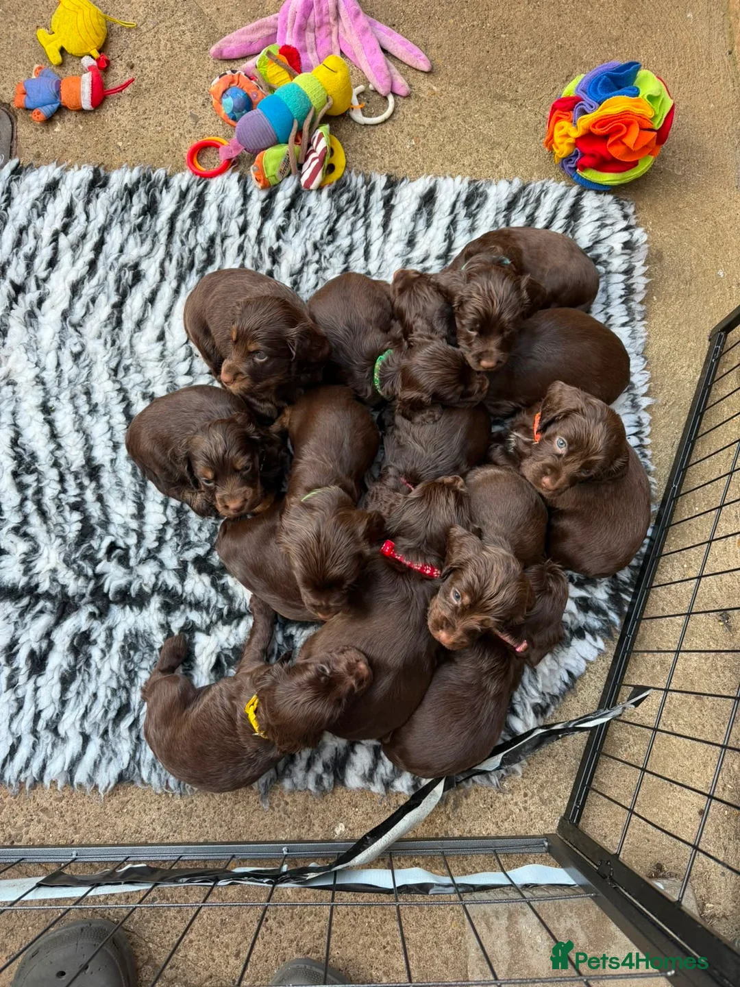 Cocker Spaniel dogs for stud: DNA TESTED CHOC AND TAN WORKING COCKER - Advert 2