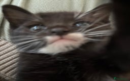 Mixed Breed cats for sale: Our baby is ready for a new home! - Image 5