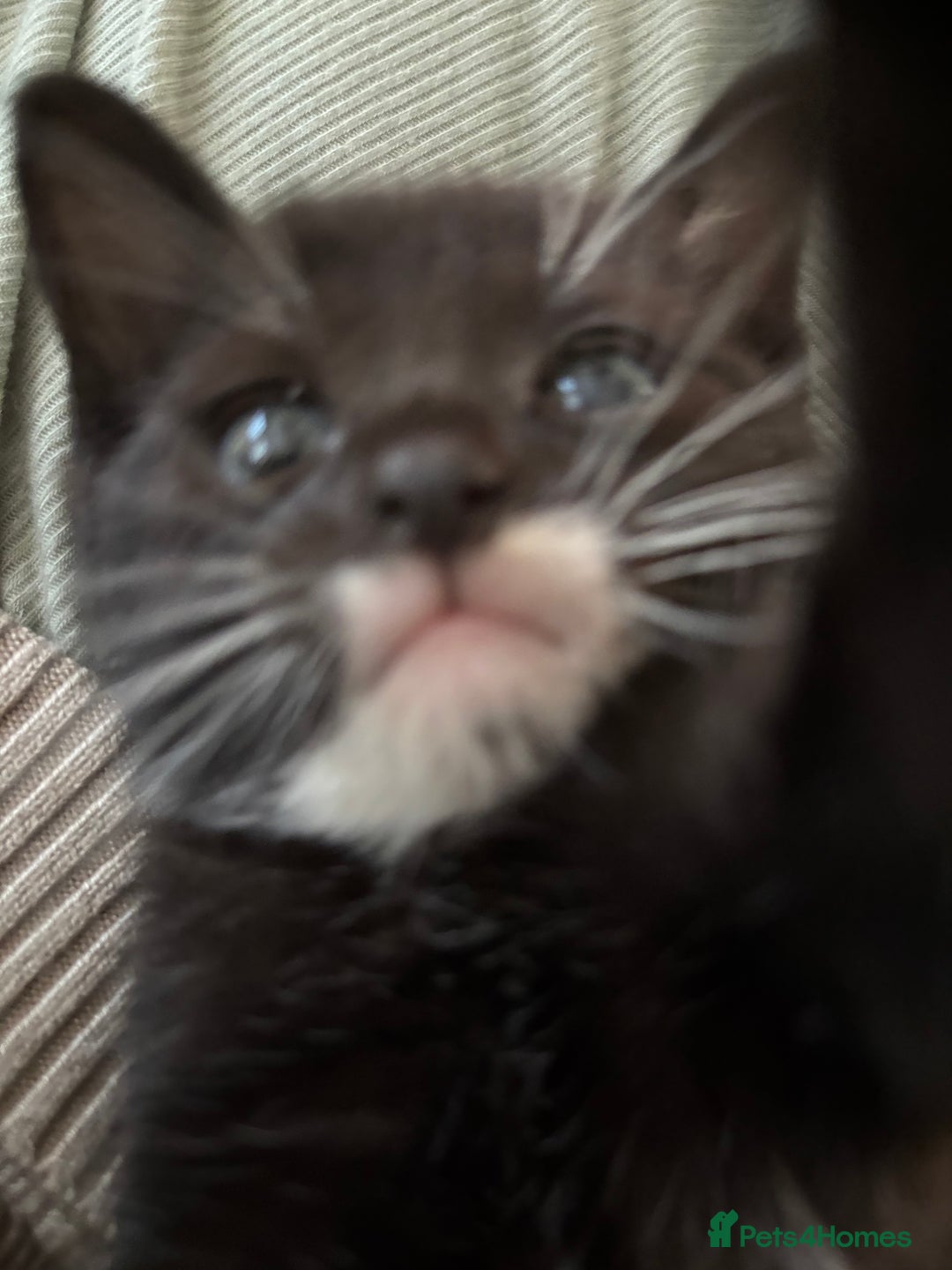 Mixed Breed cats for sale: Our baby is ready for a new home! - Image 5