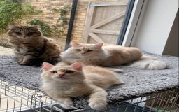 Siberian cats for sale: ✨ Siberian Kitten (ready for her new home now) ✨ - Image 10