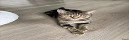 Mixed Breed cats for sale: Gorgeous kittens - Advert 14