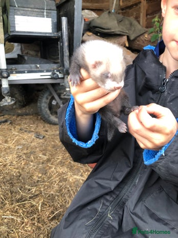 Ferret rodents in Llanfyllin - Advert 15