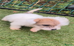 Jackapoo dogs for sale: 4 Jackapoo puppies - Image 3