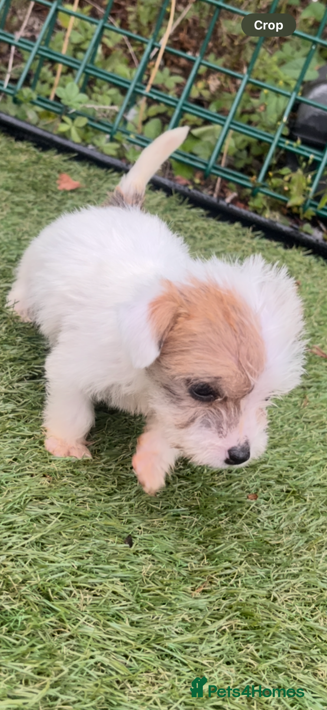 Jackapoo dogs for sale: 4 Jackapoo puppies - Image 3