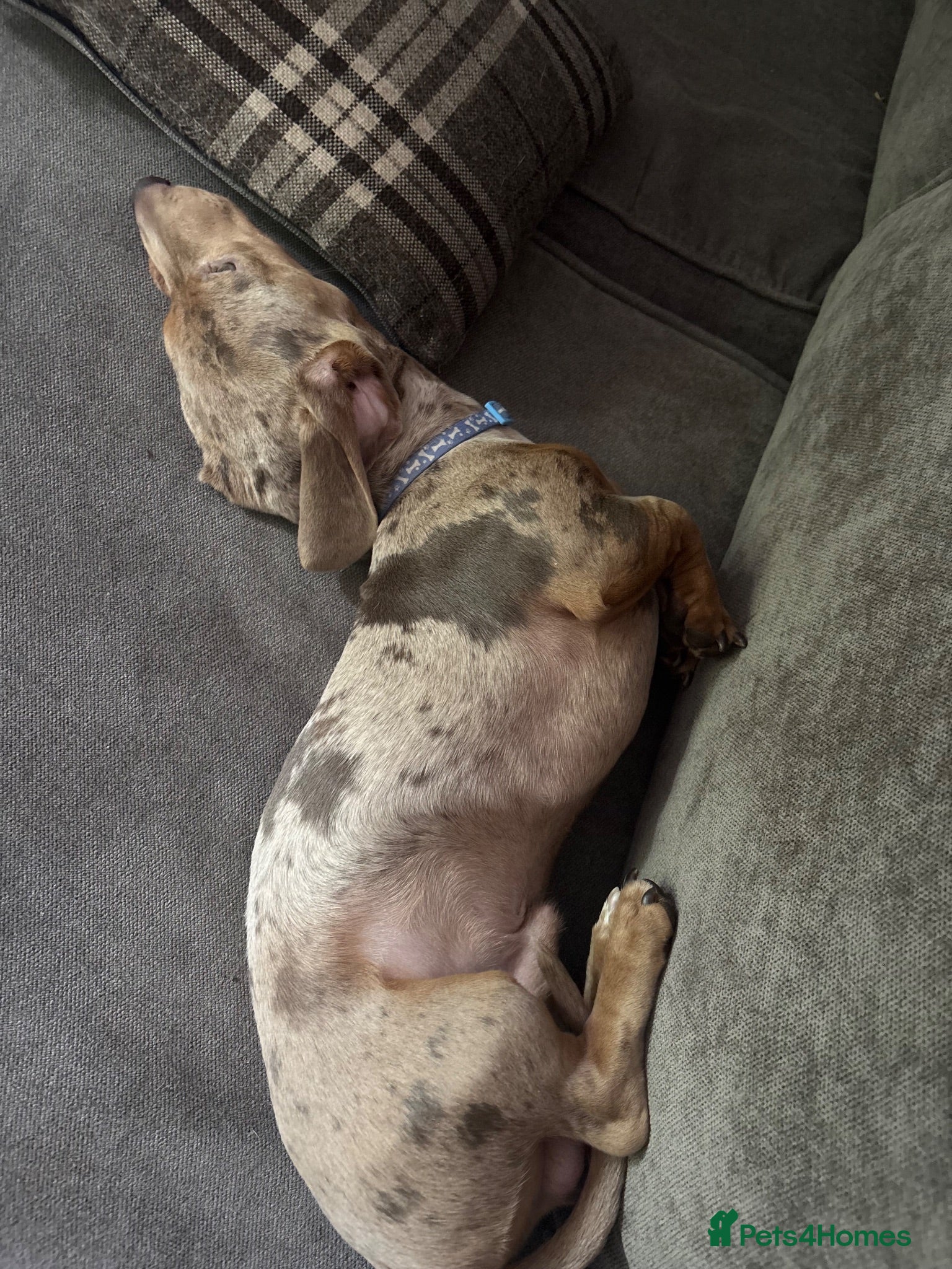 Miniature Dachshund dogs Isabella dapple for stud  - Advert 1