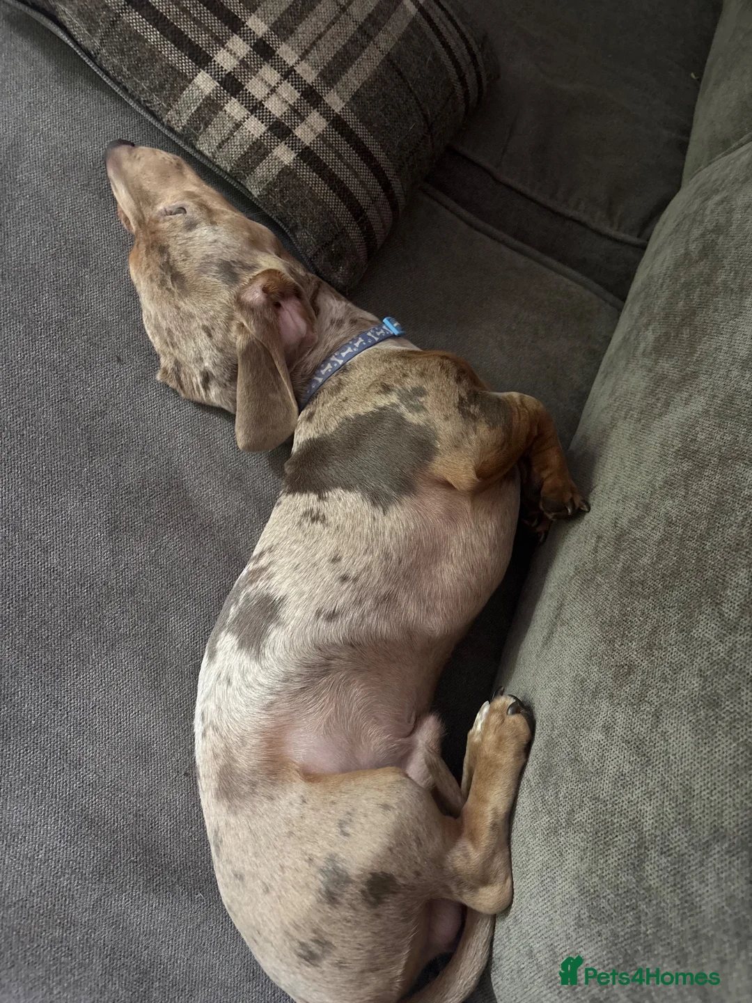 Miniature Dachshund dogs for stud: Isabella dapple for stud  - Advert 1
