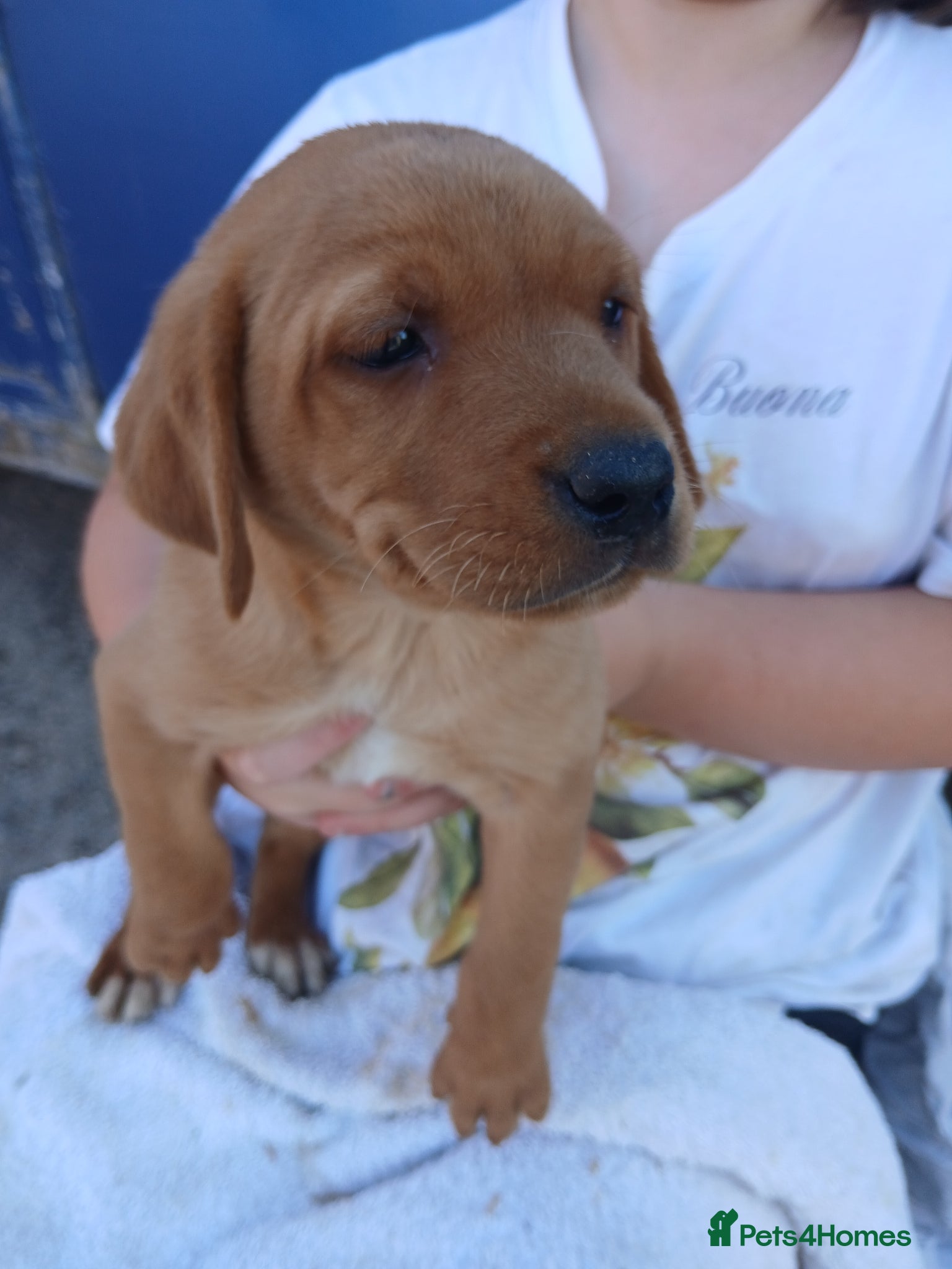 Labrador Retriever dogs for sale: Fabulous litter of golden and fox red lab puppies. - Advert 12