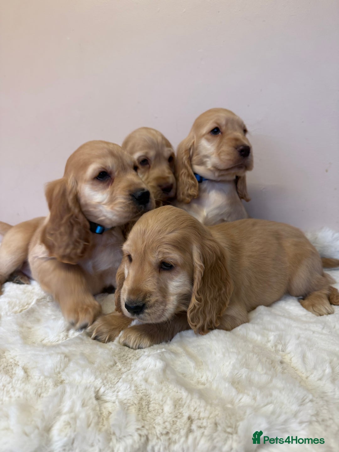 Cocker Spaniel dogs for sale: Golden Cocker Spaniel Puppies - Advert 14