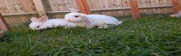 Mixed Breed rabbits for sale: Dutch x French Lop babies - Advert 4