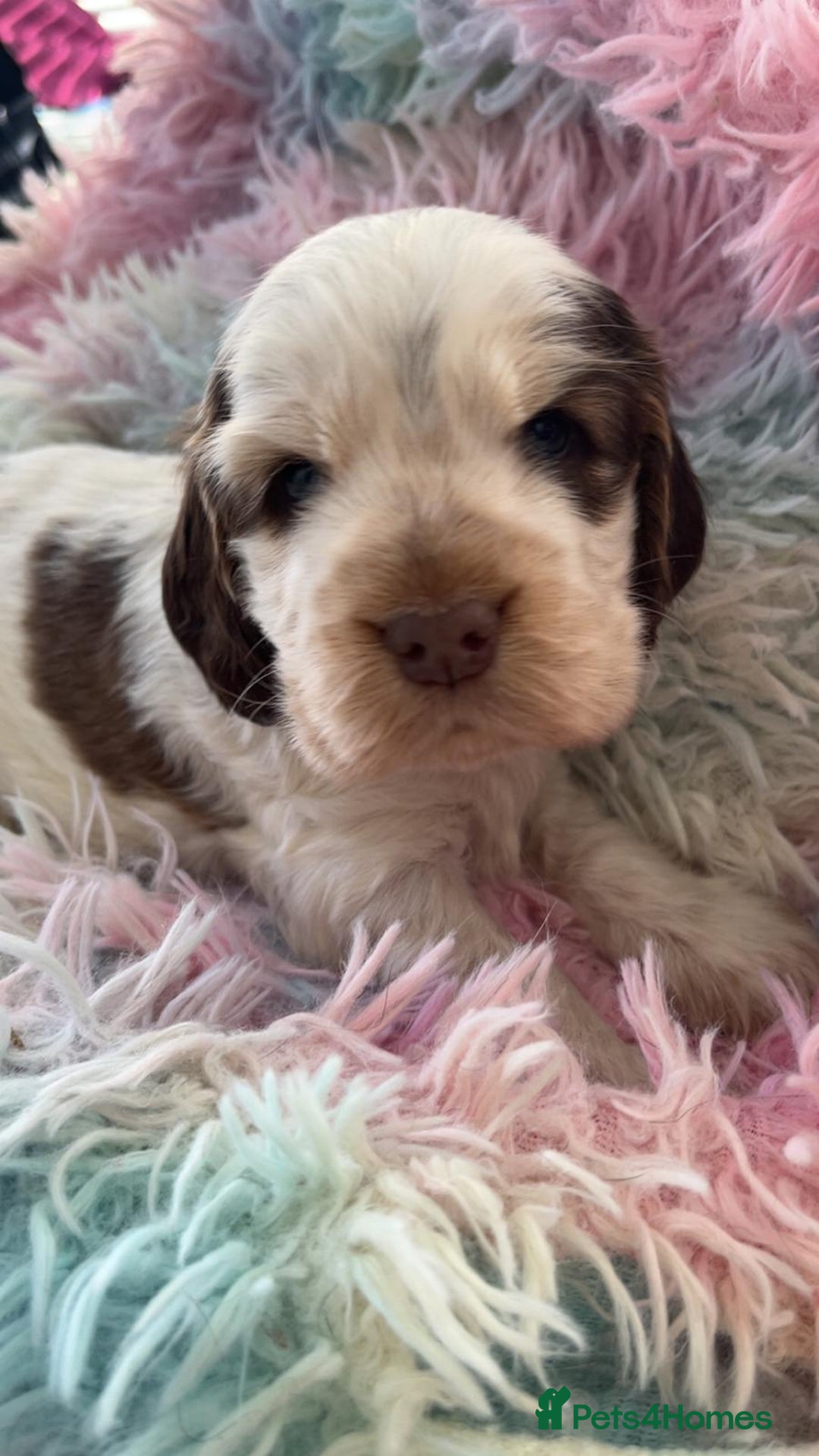 Cocker Spaniel dogs for sale: Champion Bloodlines KC Reg Show Cocker Spaniels - Advert 10