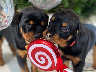 Rottweiler dogs KC Rottweiler puppies ready now - Advert 4