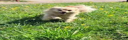 Pomeranian dogs for sale: My Pomeranian gave me 1 sweet little boy.  in Romford - Advert 12