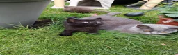 Mixed Breed cats for sale: Black kittens  - Advert 6