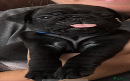 Pug dogs for sale: Last remaining male pug puppy!! Ready to leave now - Image 5