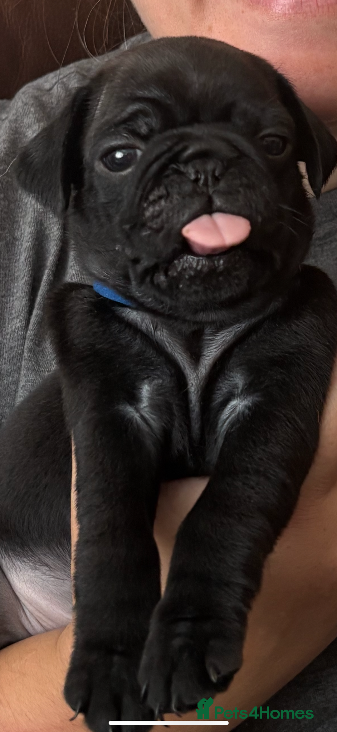 Pug dogs for sale: Last remaining male pug puppy!! Ready to leave now - Image 5