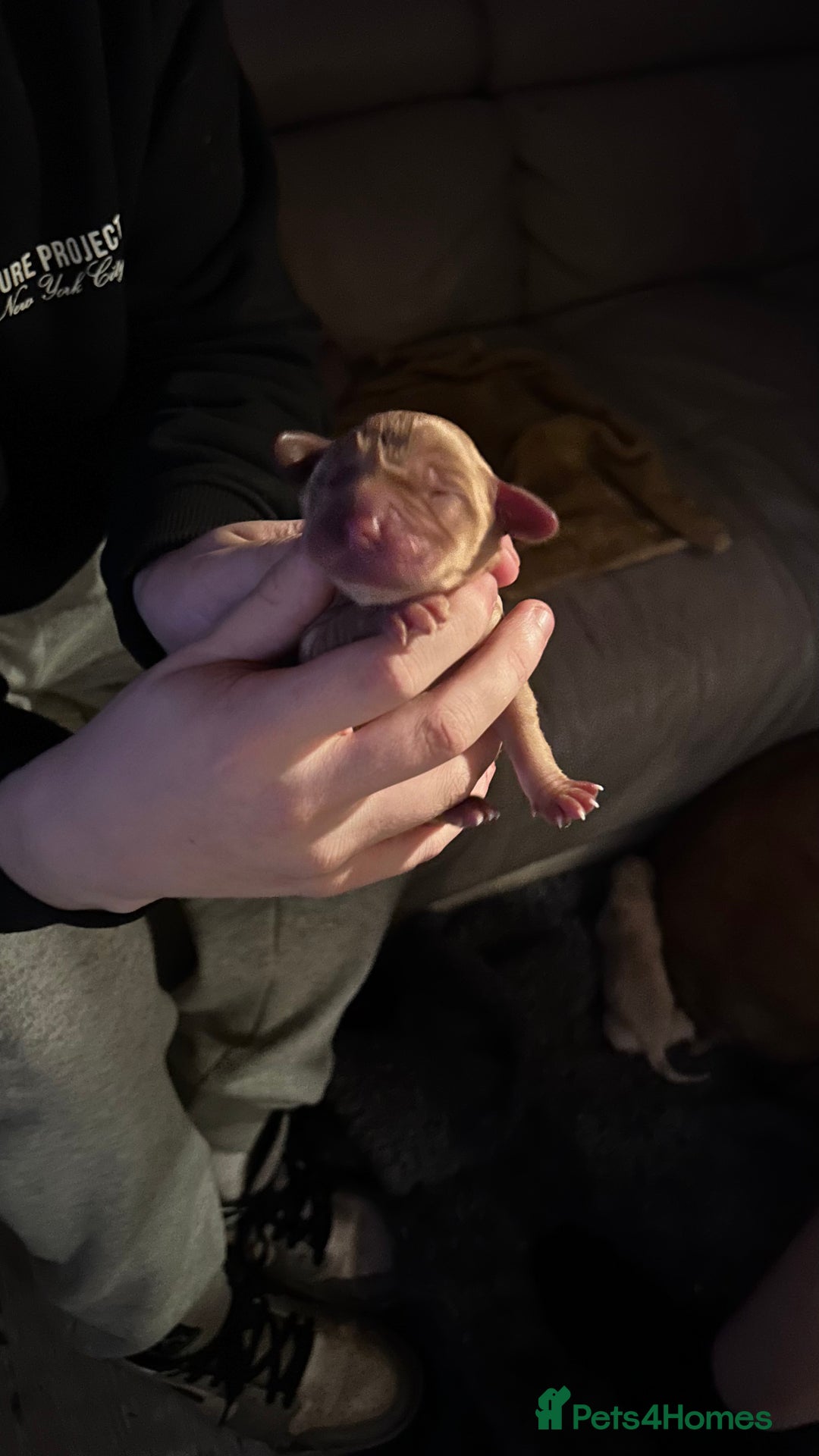 Labrador Retriever dogs for sale: Labrador puppies - Advert 3