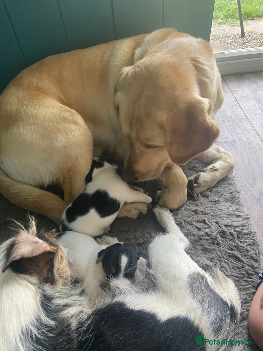 Jack Russell dogs for sale: Stunning small short legged Jack Russell puppies - Image 6