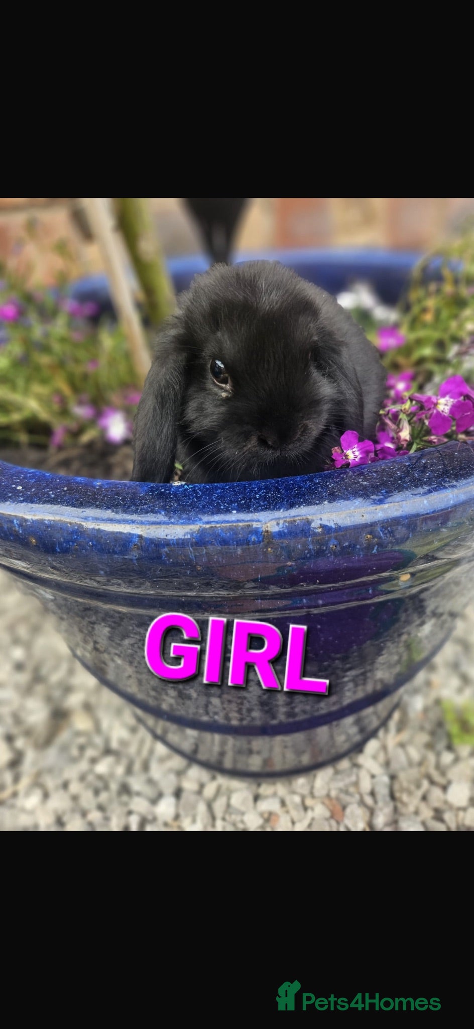 Mini Lop rabbits Mini lop eared baby rabbits for sale  - Advert 6