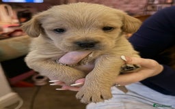 Mixed Breed dogs for sale:  Healthy Cavapoo x French Velvet Bulldog Puppies - Image 2