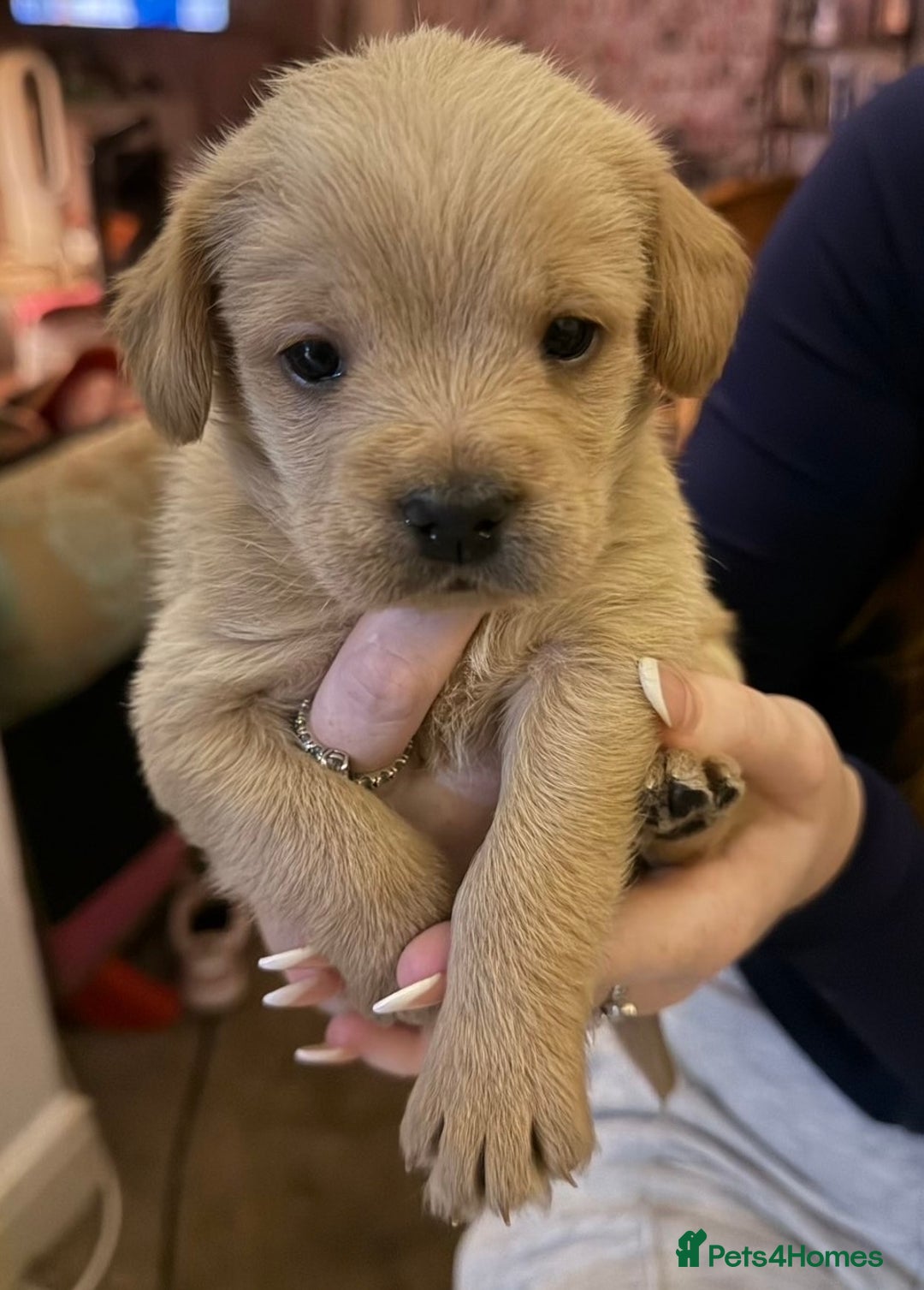 Mixed Breed dogs for sale:  Healthy Cavapoo x French Velvet Bulldog Puppies - Image 2