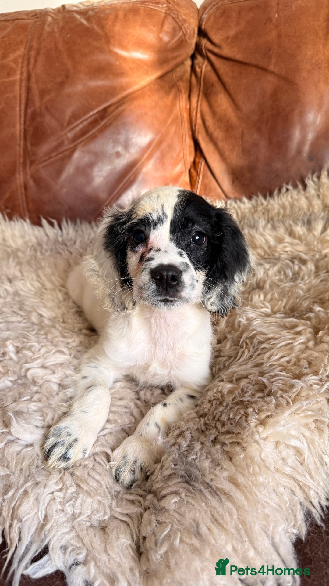 English Springer Spaniel dogs for sale: Stunning Litter of Beautiful Working ESS Puppies. - Advert 11