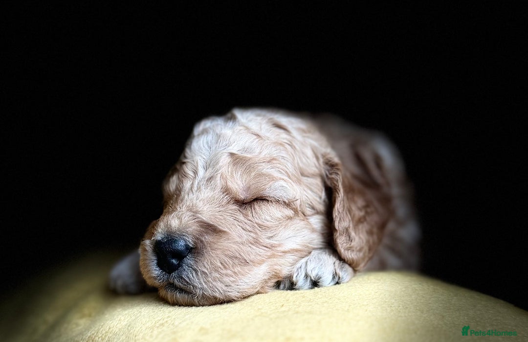 Cockapoo dogs for sale: Cockapoo Litter Due 25th January  - Advert 16