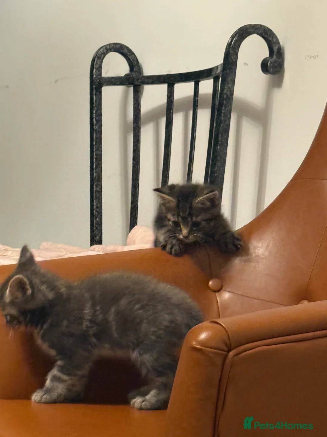 Mixed Breed cats for sale: Adorable tabby and grey kittens - Advert 13