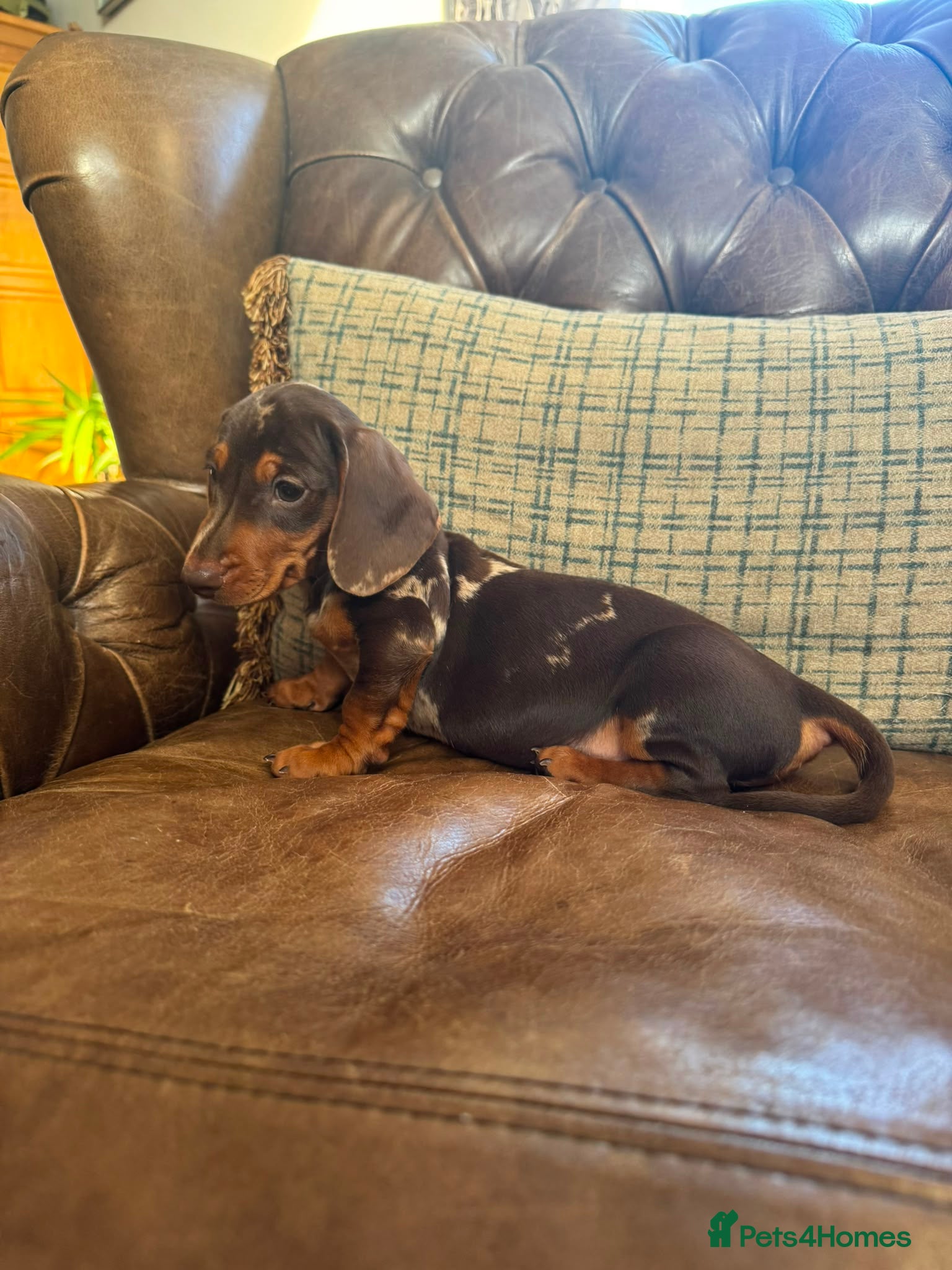 Dachshund dogs Miniature Dachshund Puppies - Advert 1