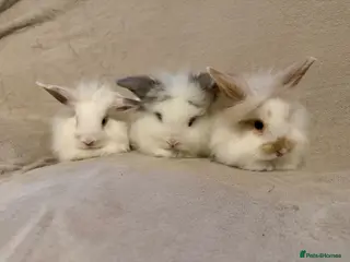 Lionhead rabbits Lionhead babies for sale - Advert 9
