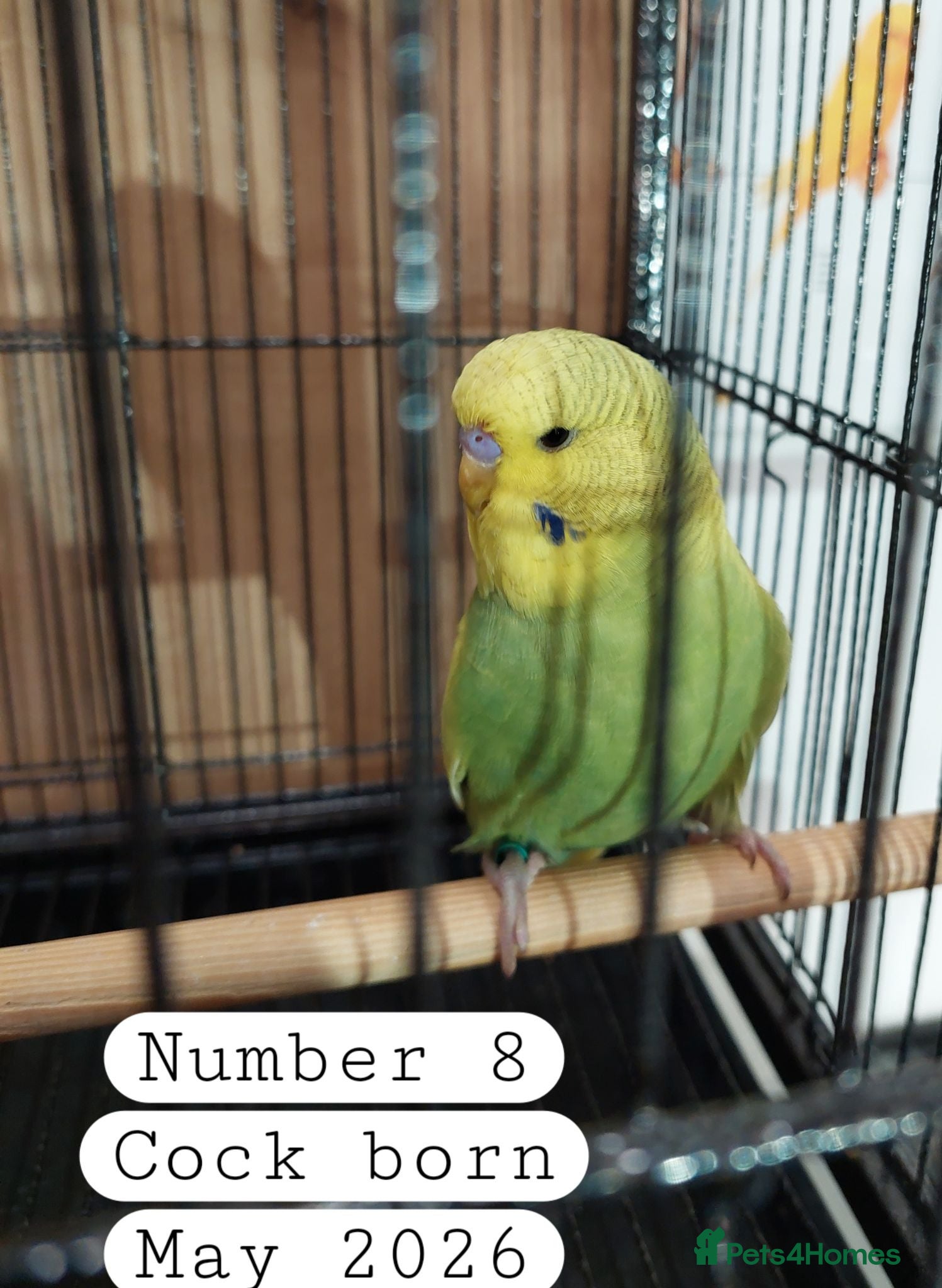 Budgerigars birds Baby budgies Ashford Kent  - Advert 2