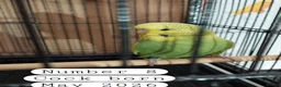 Budgerigars birds for sale: Baby budgies Ashford Kent  - Advert 1